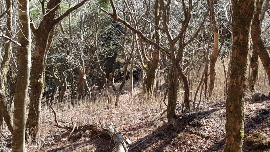 Deer hidden