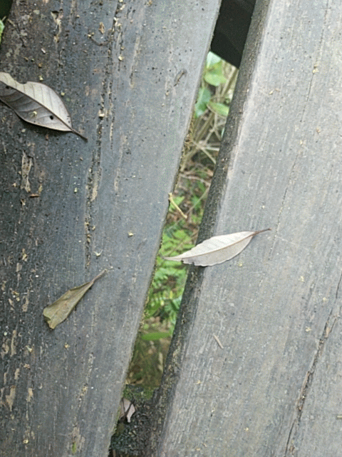 Burst_Cover_GIF_Action_20170409135011