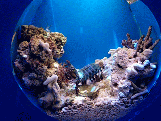 Burst_Cover_GIF_Action_20170410123605