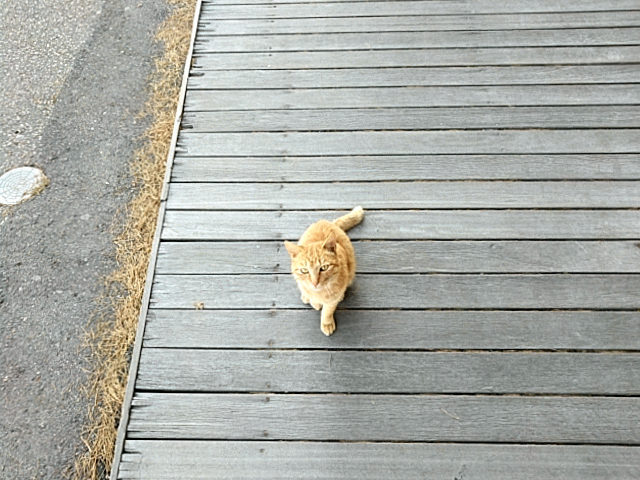 Burst_Cover_GIF_Action_20171109140009